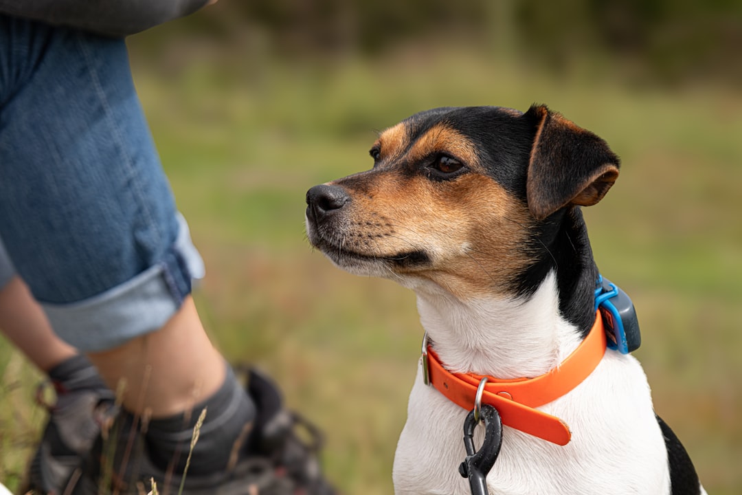 How Pet QR Codes Speed Up Reunions for Lost Animals